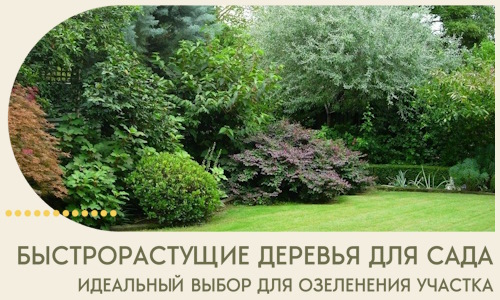 Быстрорастущие деревья для сада идеальный выбор в Кольчугине