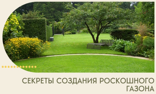 Секреты создания роскошного газона в Кольчугине